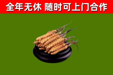 平桂回收冬虫夏草